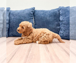Small #4 Miniature Labradoodle