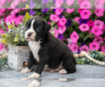 Small #1 Boxer