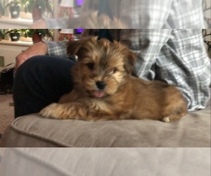 Morkie-Unknown Mix Puppy for sale in LAMBERTVILLE, MI, USA
