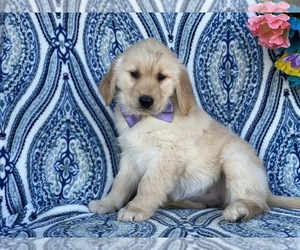 Golden Retriever Puppy for sale in LANCASTER, PA, USA