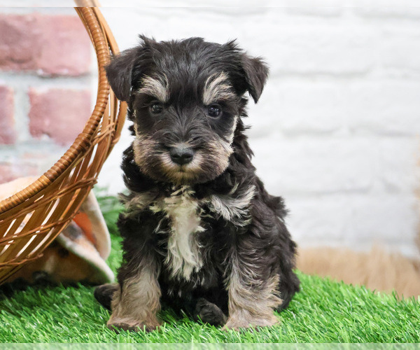Medium Photo #5 Schnauzer (Miniature) Puppy For Sale in SYRACUSE, IN, USA