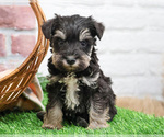 Small #4 Schnauzer (Miniature)