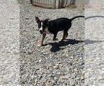 Small Staffordshire Bull Terrier Mix