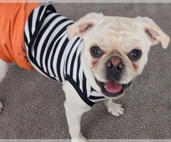 Medium Photo #6 Pug-Unknown Mix Puppy For Sale in Corona, CA, USA