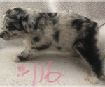 Small #12 Australian Shepherd