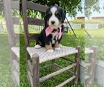 Puppy 4 Bernese Mountain Dog