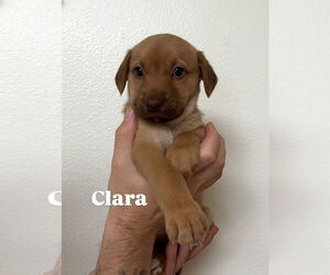 Mutt Dogs for adoption in Bellevue, WA, USA