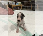 Small #6 Great Dane