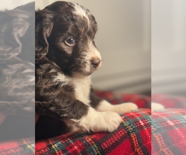 Medium Photo #2 Aussiedoodle Miniature  Puppy For Sale in MENIFEE, CA, USA