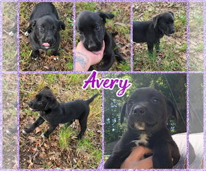 Labsky Dogs for adoption in Blacksburg, SC, USA
