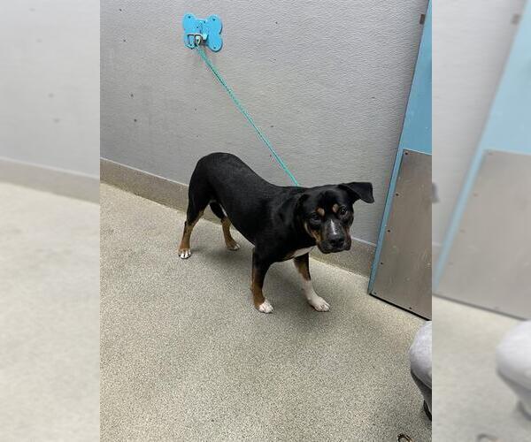 Medium Photo #1 Rottweiler-Unknown Mix Puppy For Sale in Las Vegas, NV, USA