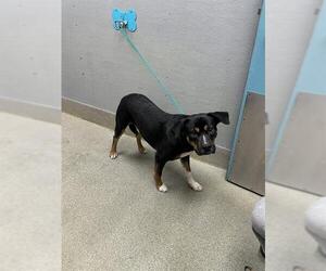 Rottweiler-Unknown Mix Dogs for adoption in Las Vegas, NV, USA