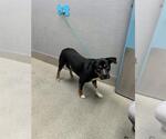 *SCUBA - Male Rottweiler-Unknown Mix Dog for Adoption - Small photo