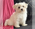 Small #2 Maltese