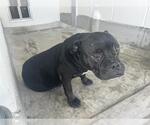 Small Boxer Mix