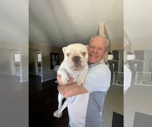 Father of the French Bulldog puppies born on 05/15/2025