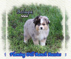 Miniature Australian Shepherd Puppy for sale in FORESTBURG, TX, USA