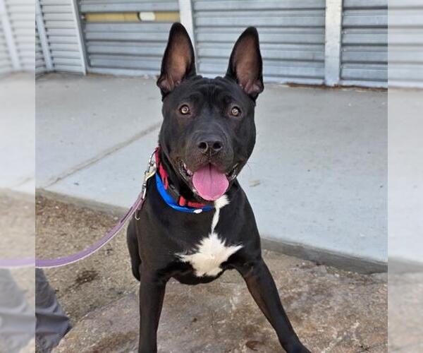 Medium Photo #1 American Pit Bull Terrier-Unknown Mix Puppy For Sale in Las Vegas, NV, USA