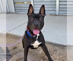 Small American Pit Bull Terrier Mix