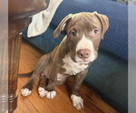 Small Mutt