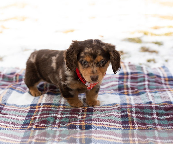 Medium Photo #3 Dachshund Puppy For Sale in BREMEN, IN, USA