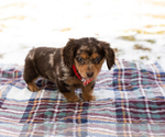 Small #2 Dachshund