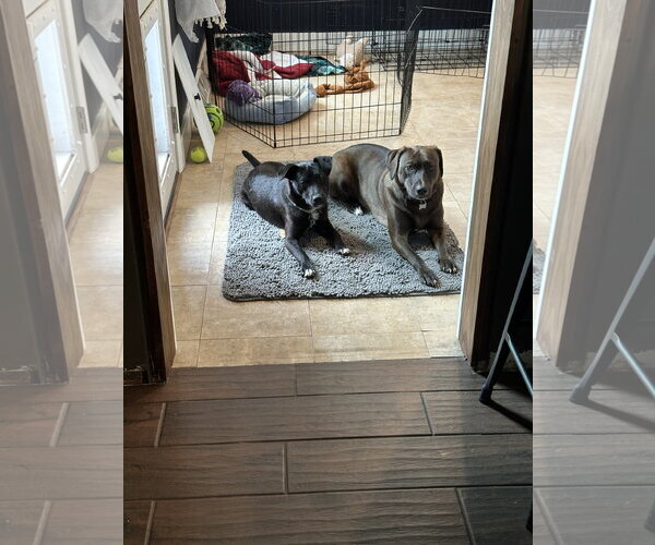 Medium Photo #3 Labrador Retriever-Unknown Mix Puppy For Sale in Plainfield, IL, USA
