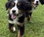 Small Photo #4 Bernese Mountain Dog Puppy For Sale in SPRINGFIELD, OH, USA