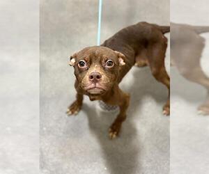 Boston Terrier-Unknown Mix Dogs for adoption in Forestville, MD, USA