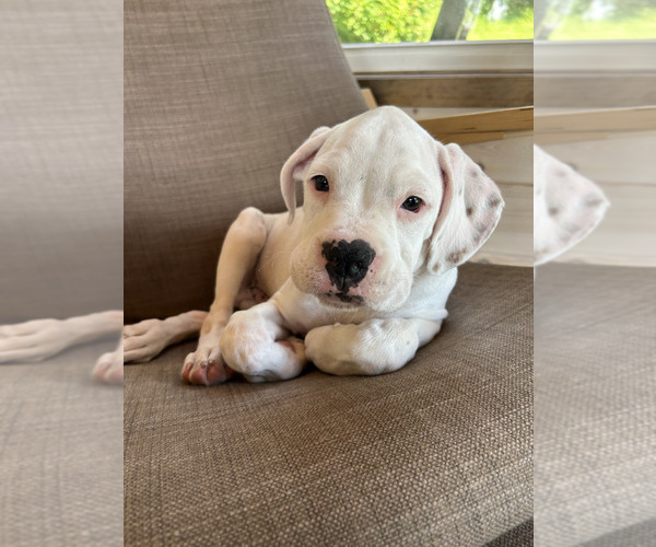 Medium Photo #6 Boxer Puppy For Sale in STRUM, WI, USA