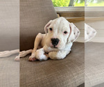 Small #5 Boxer
