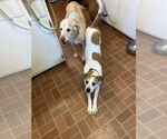 Small #10 Labrador Retriever Mix