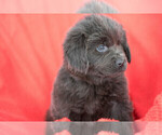 Small Photo #8 Newfoundland Puppy For Sale in MILLERSBURG, OH, USA