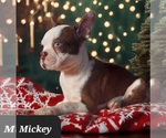 Small Photo #1 Boston Terrier Puppy For Sale in POMEROY, OH, USA