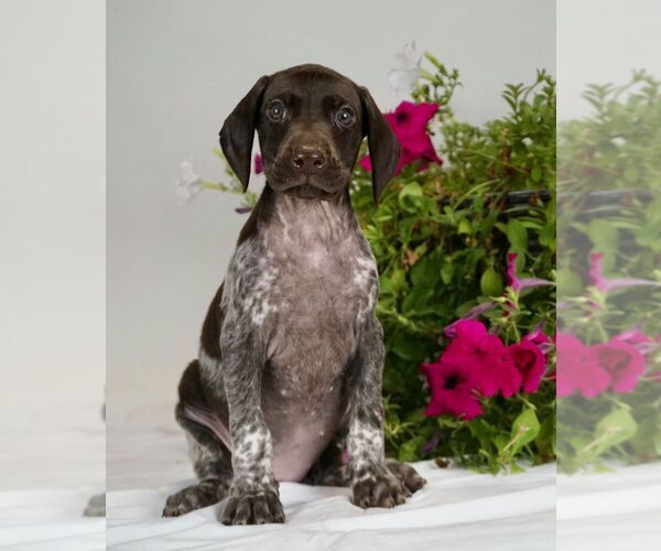 Medium Photo #1 German Shorthaired Pointer Puppy For Sale in BRISTOL, IN, USA