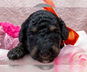 Bernedoodle (Miniature) Puppy for sale in ROY, UT, USA