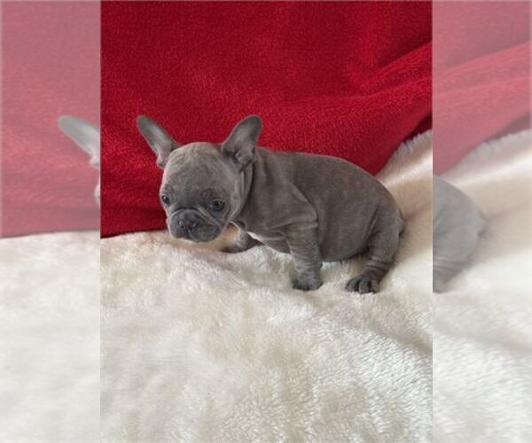 Medium Photo #26 French Bulldog Puppy For Sale in PEMBROKE PINES, FL, USA