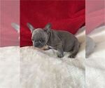 Small #1 French Bulldog