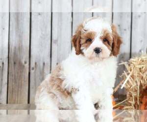 Cavapoo Puppy for sale in MOUNT VERNON, OH, USA