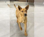 Small #1 Carolina Dog Mix