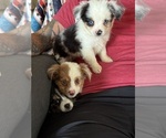Image preview for Ad Listing. Nickname: Merle Boy