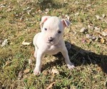 Puppy Puppy 10 American Bulldog