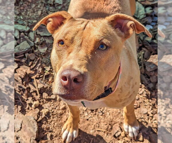 Medium Photo #3 Mutt Puppy For Sale in McCormick, SC, USA