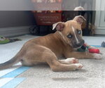 Small Photo #2 American Pit Bull Terrier-Siberian Husky Mix Puppy For Sale in Germantown, OH, USA