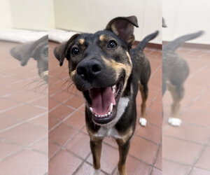 Bailey - Female Bernese Mountain Dog-Labrador Retriever Mix Dog for Adoption - Photo #2