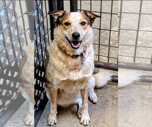 Mutt Dogs for adoption in Williamsburg, IA, USA