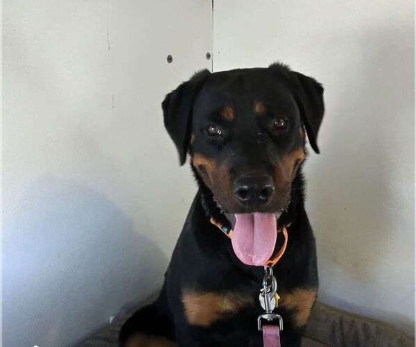 Medium Photo #3 Rottweiler Puppy For Sale in Gilbert, AZ, USA