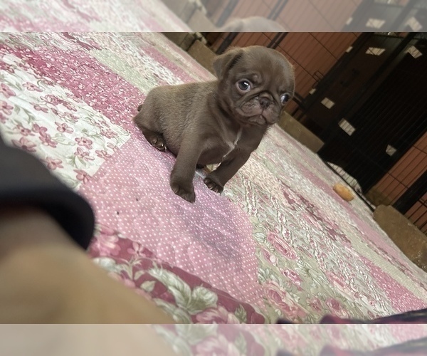 Medium Photo #5 Pug Puppy For Sale in BLOOMINGTON, IL, USA