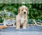 Small #1 Poodle (Miniature)