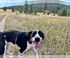 Mo - Female Pointer-Unknown Mix Dog for Adoption - Photo #3